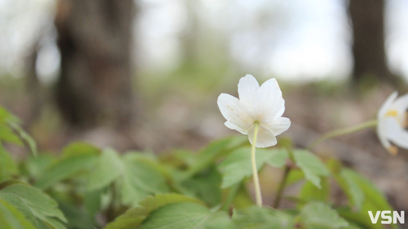 Як виглядає парк 900-річчя у Луцьку навесні 2026. Фоторепортаж