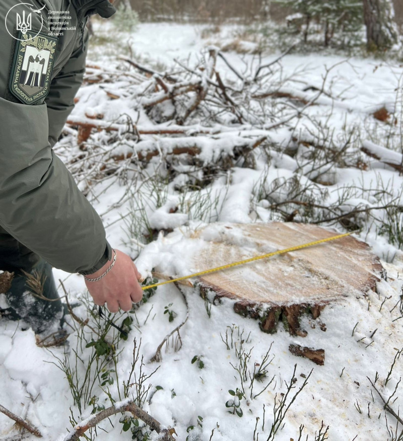 На Волині невідомі зрізали 354 дерева на понад 380 тисяч гривень