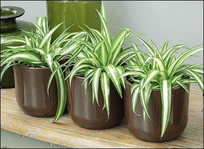 Можуть рости за будь-яких умов: п'ять невибагливих рослин для дому