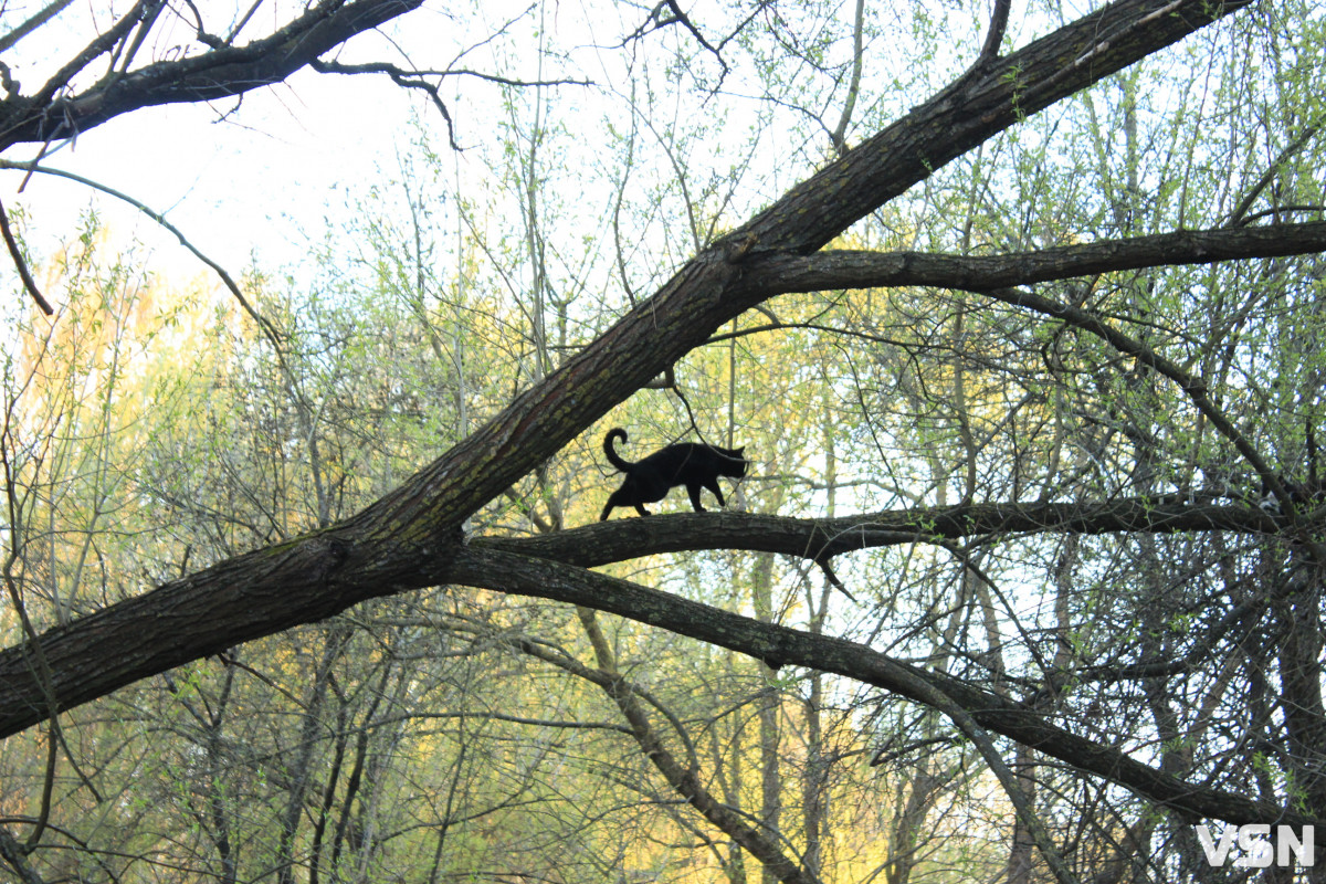 Як виглядає парк 900-річчя у Луцьку навесні 2026. Фоторепортаж