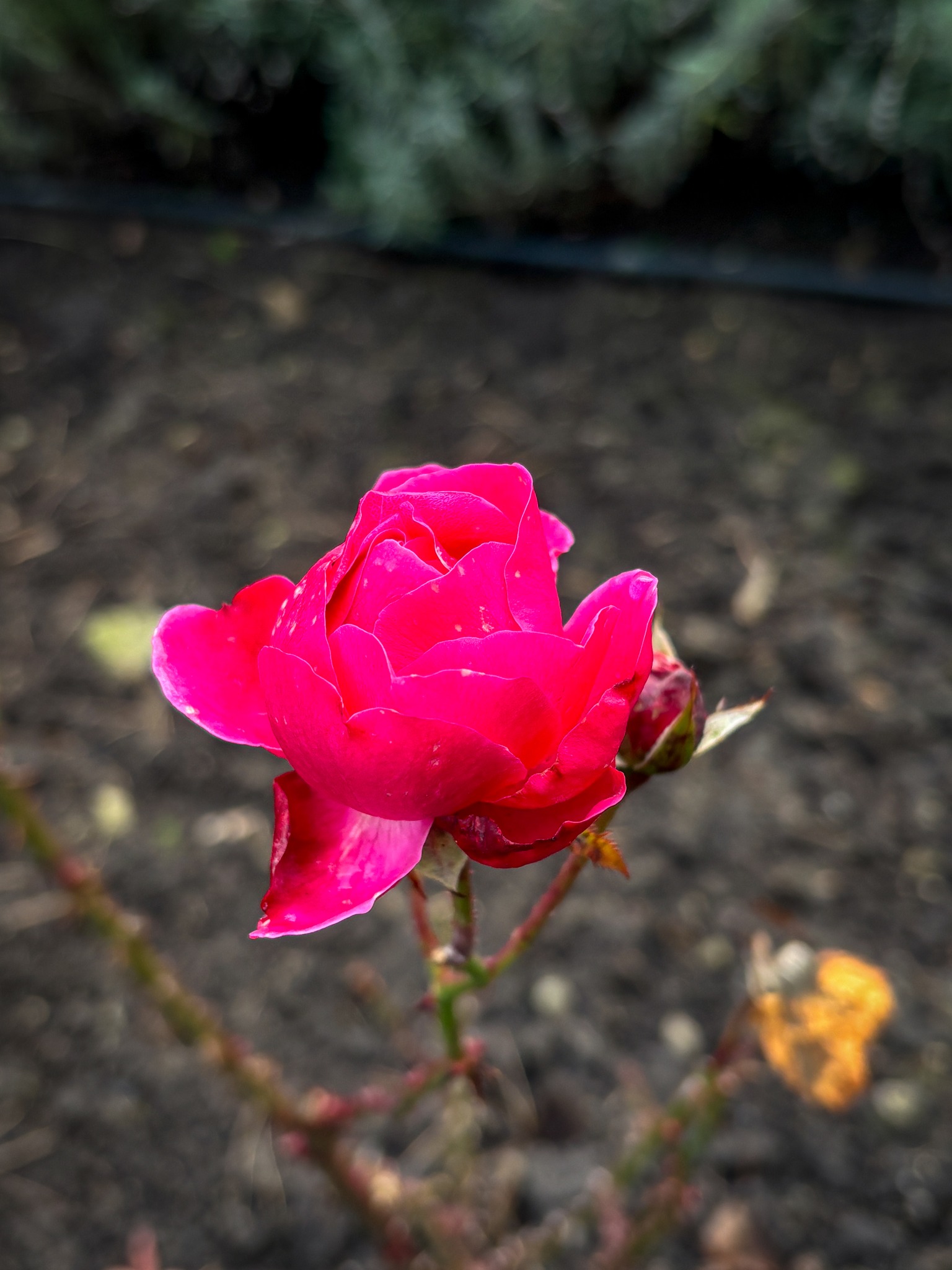 Передріздвяне диво у Луцьку: біля собору посеред зими розквітли квіти