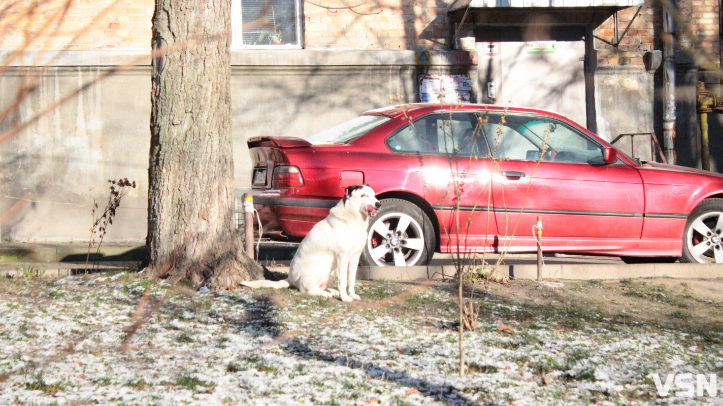 Засніжений Луцьк: як виглядають парки та двори міста взимку напередодні Нового 2026 року. Фоторепортаж
