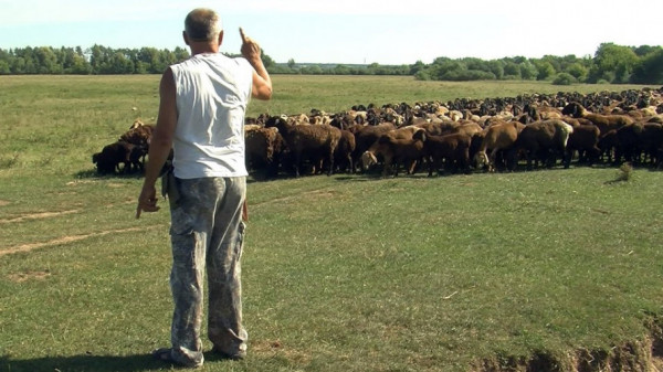 Вівчар пригнав з Донеччини на Волинь 400 овець