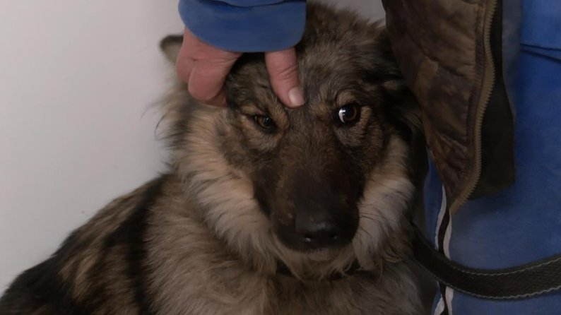 Як у Луцьку на підприємстві «Ласка» стерилізують і вакцинують тварин