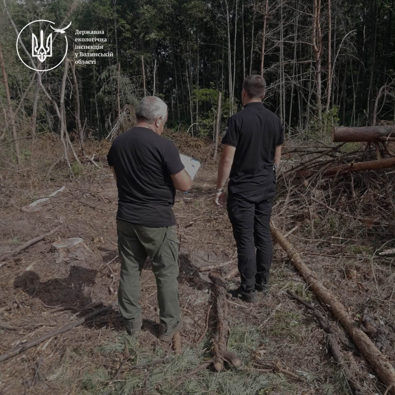 На Волині на понад 3 млн грн незаконно вирубали майже 500 дерев