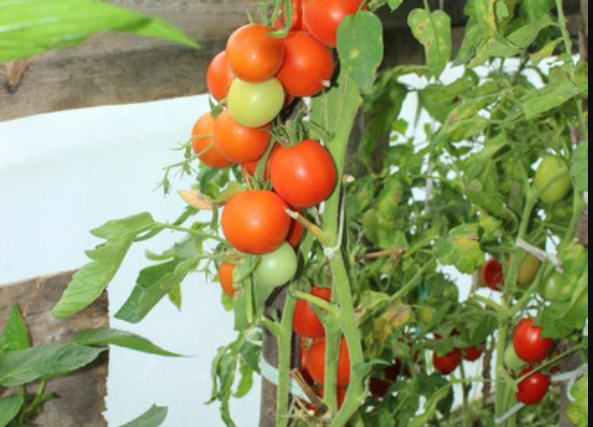 Червоні, жовті, рожеві, помаранчеві, зелені, і навіть чорні: на Волині подружжя вирощує «томатне царство»