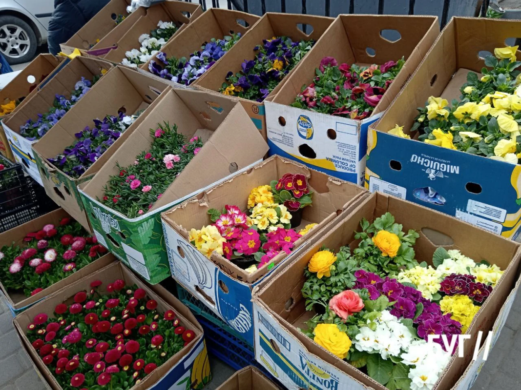 Весна вже на ринку: на Волині продають першу полуницю та розсаду — які ціни