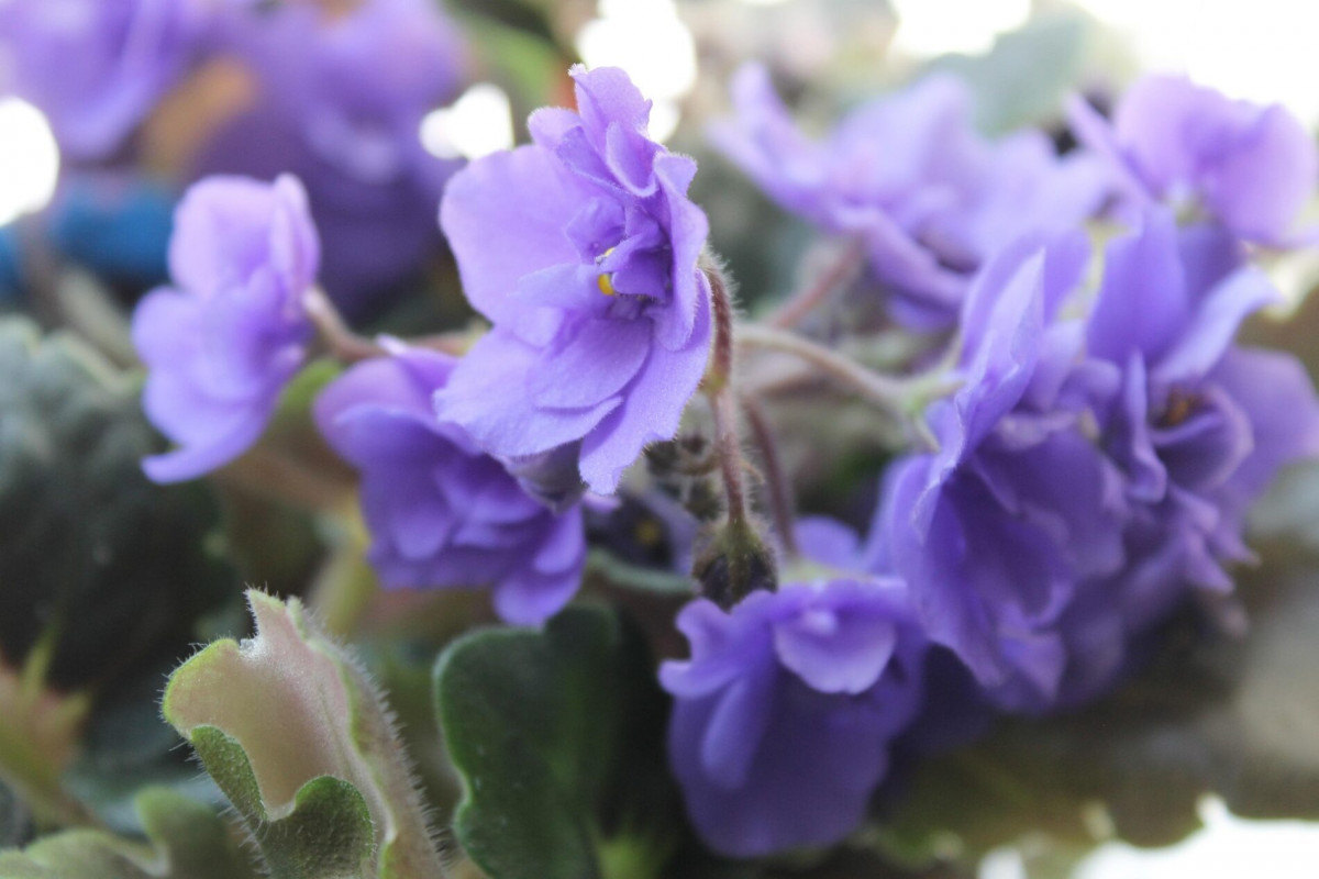 Випускають бутон за бутоном: чи підживити фіалки для рясного цвітіння