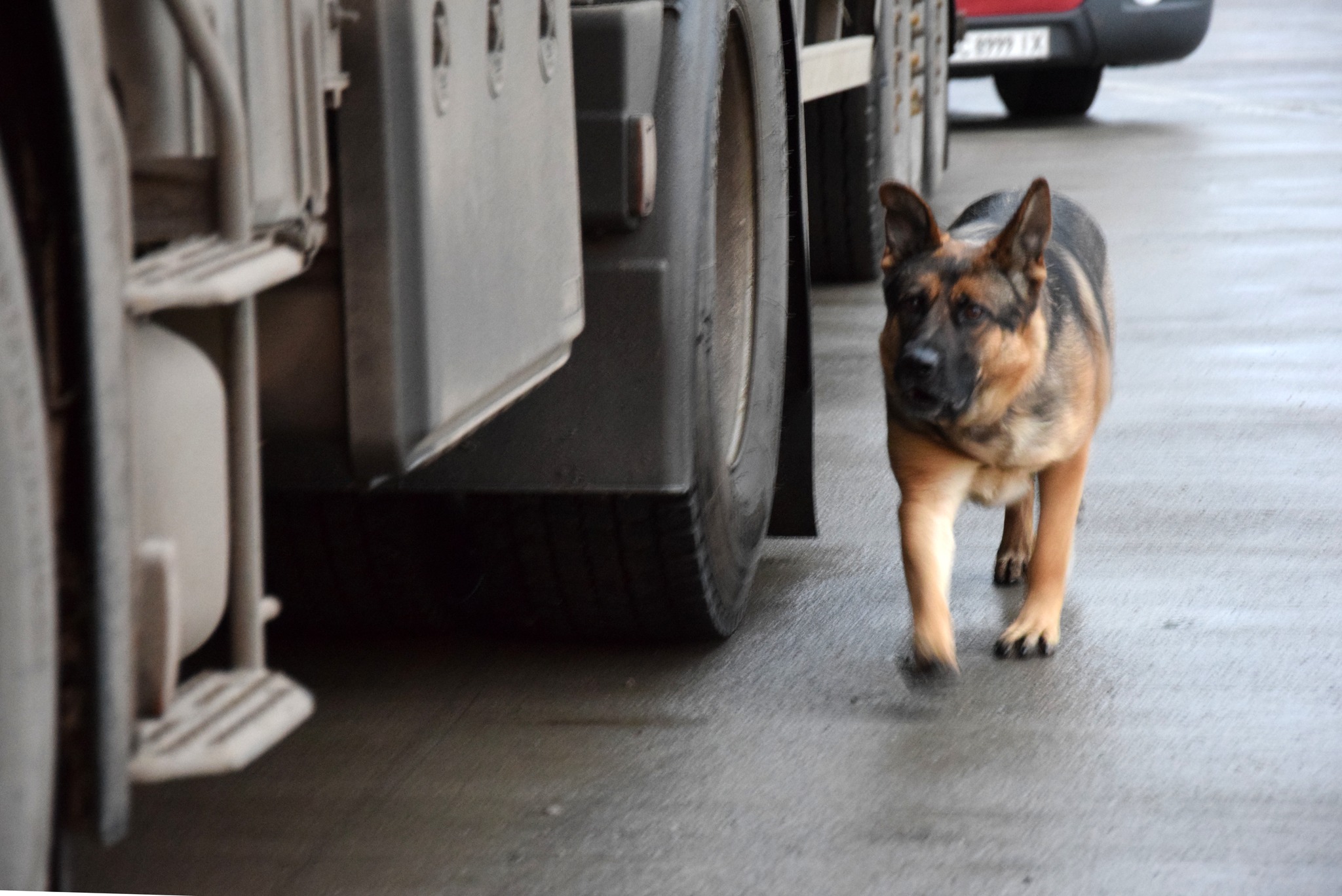 Коли напарник – більше ніж собака: прикордонник з Волині та його чотирилапа династія