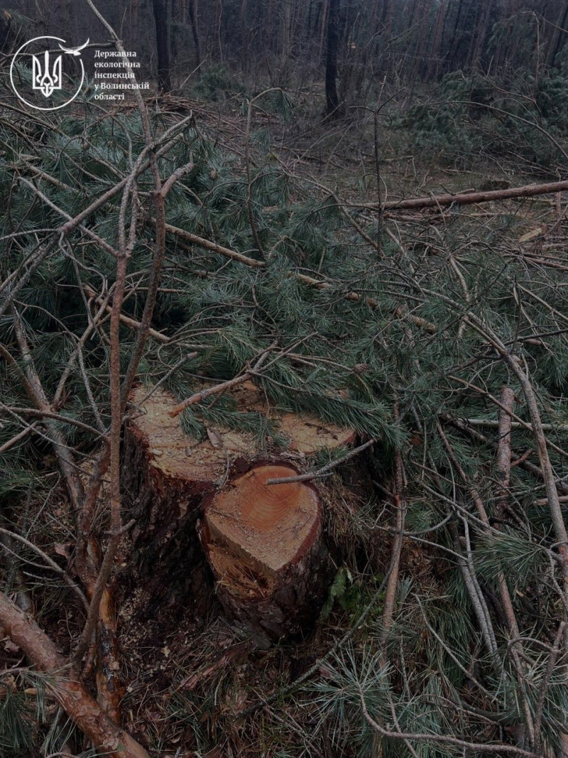На Волині незаконно вирубали лісу на понад 11 мільйонів гривень