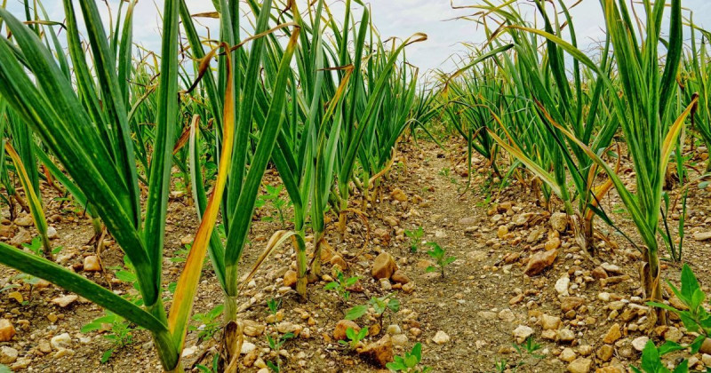 Жовтіє часник після морозів: як швидко врятувати рослину