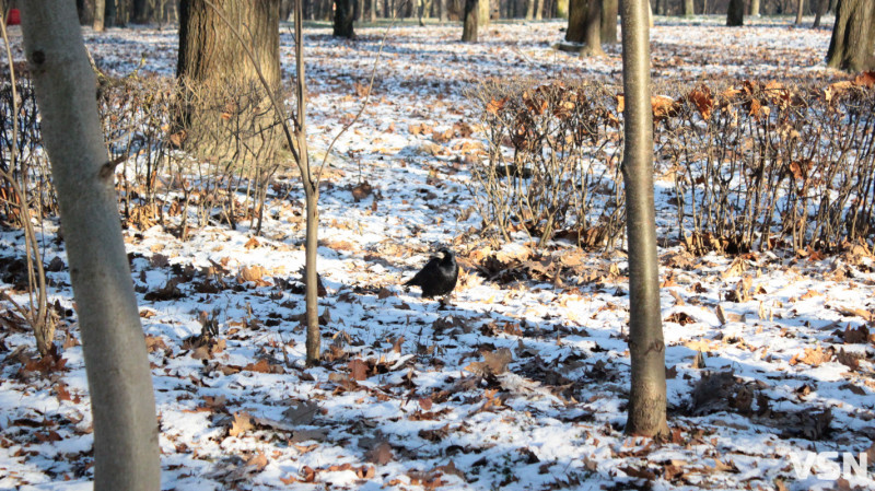 Від перших снігів до лютневих відлиг: якою була зима у Луцьку. Фоторепортаж