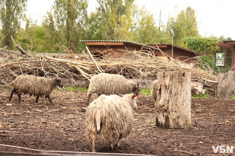 Куди подіти новорічну ялинку в Луцьку після свят?