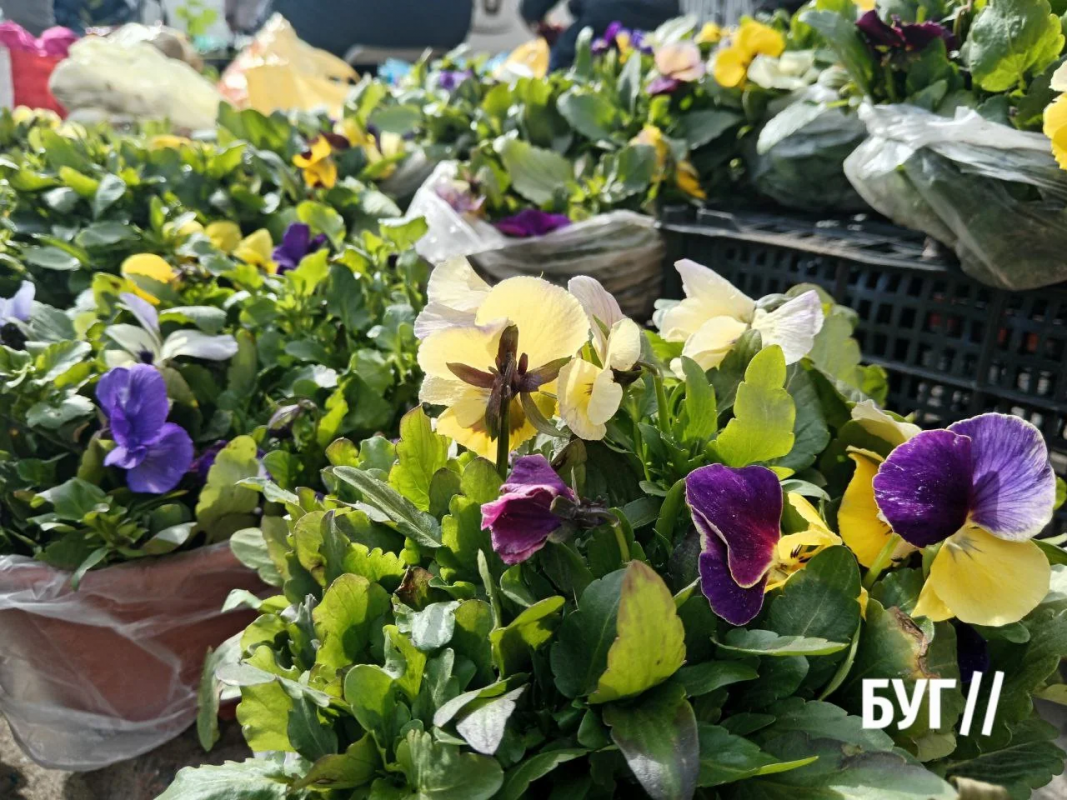 Весна вже на ринку: на Волині продають першу полуницю та розсаду — які ціни