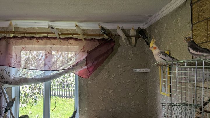 18 папуг у сільській хаті: як медсестра з Волині створила справжній пташиний рай