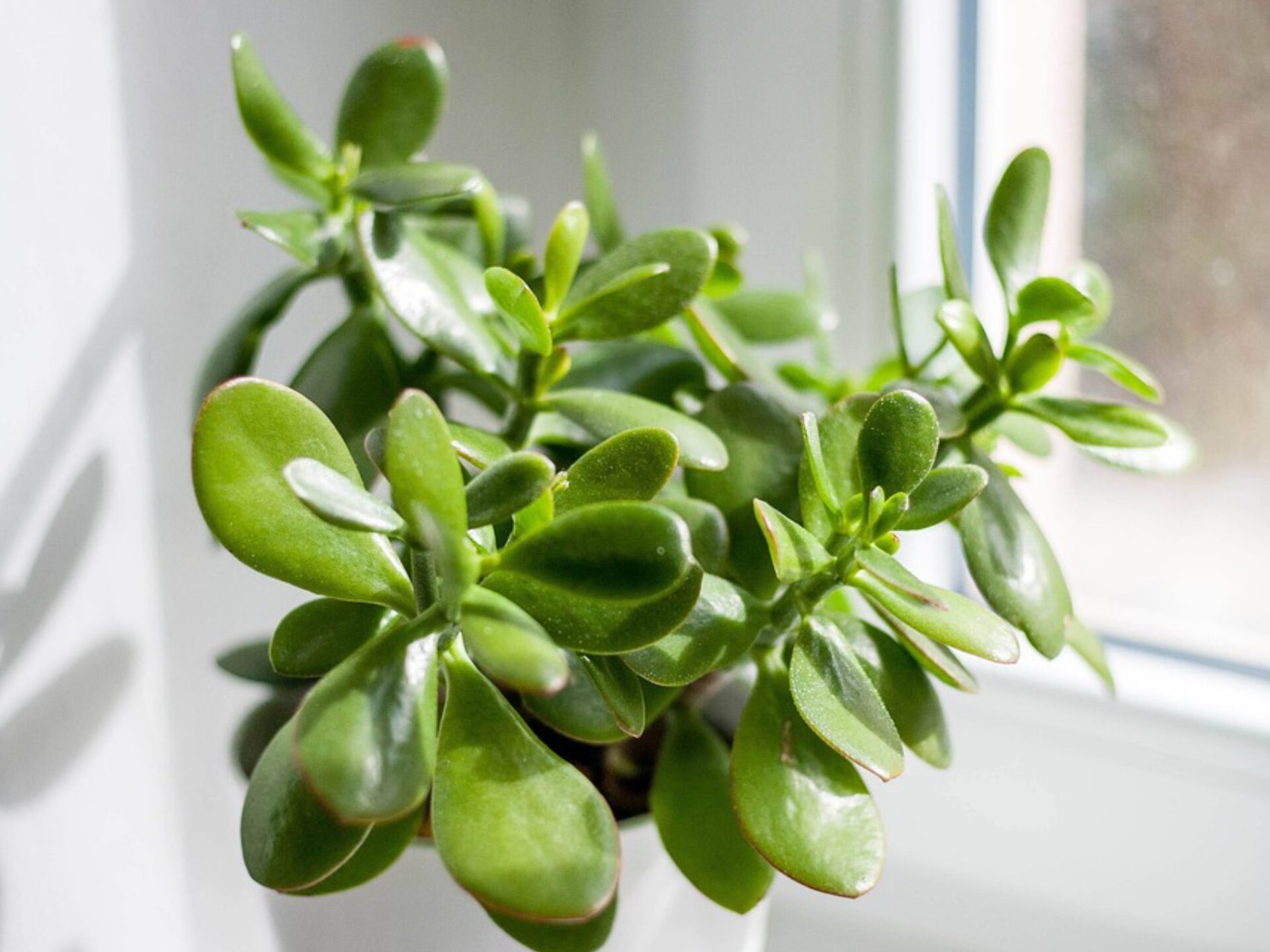 Секрети, про які мало хто знає: чим підживити грошове дерево для рясного цвітіння