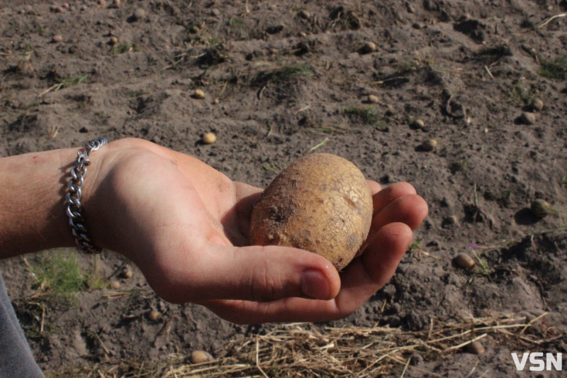 Коли висаджувати розсаду та сіяти насіння: календар городніх робіт на Волині