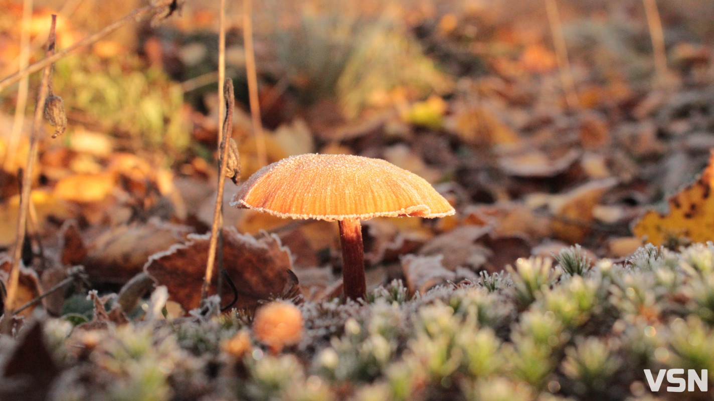 Як виглядає ліс на Волині восени. Фоторепортаж