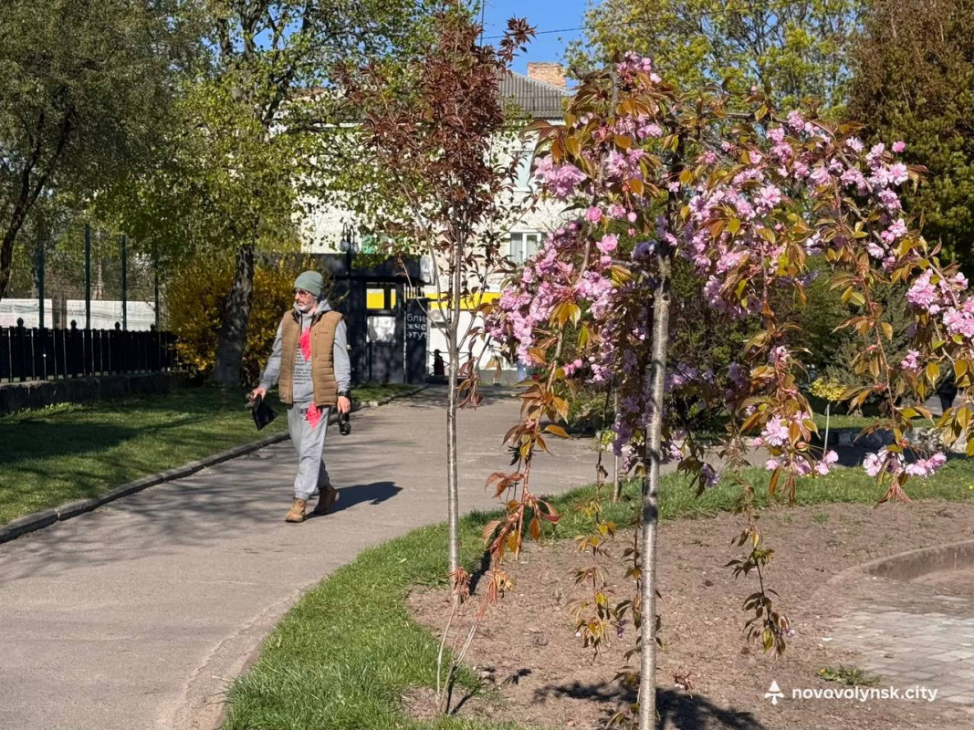 У місті на Волині розквітли сакури та мигдаль. Фото
