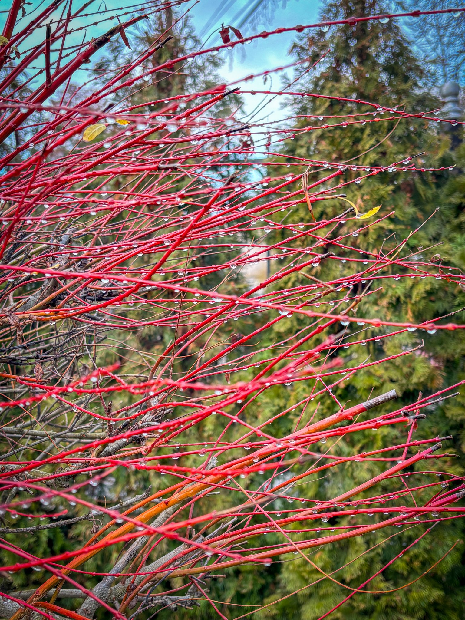Передріздвяне диво у Луцьку: біля собору посеред зими розквітли квіти