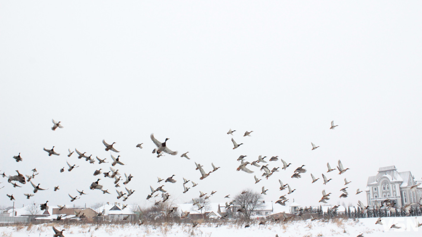 Ковель після снігопадів: фоторепортаж із засніженого міста