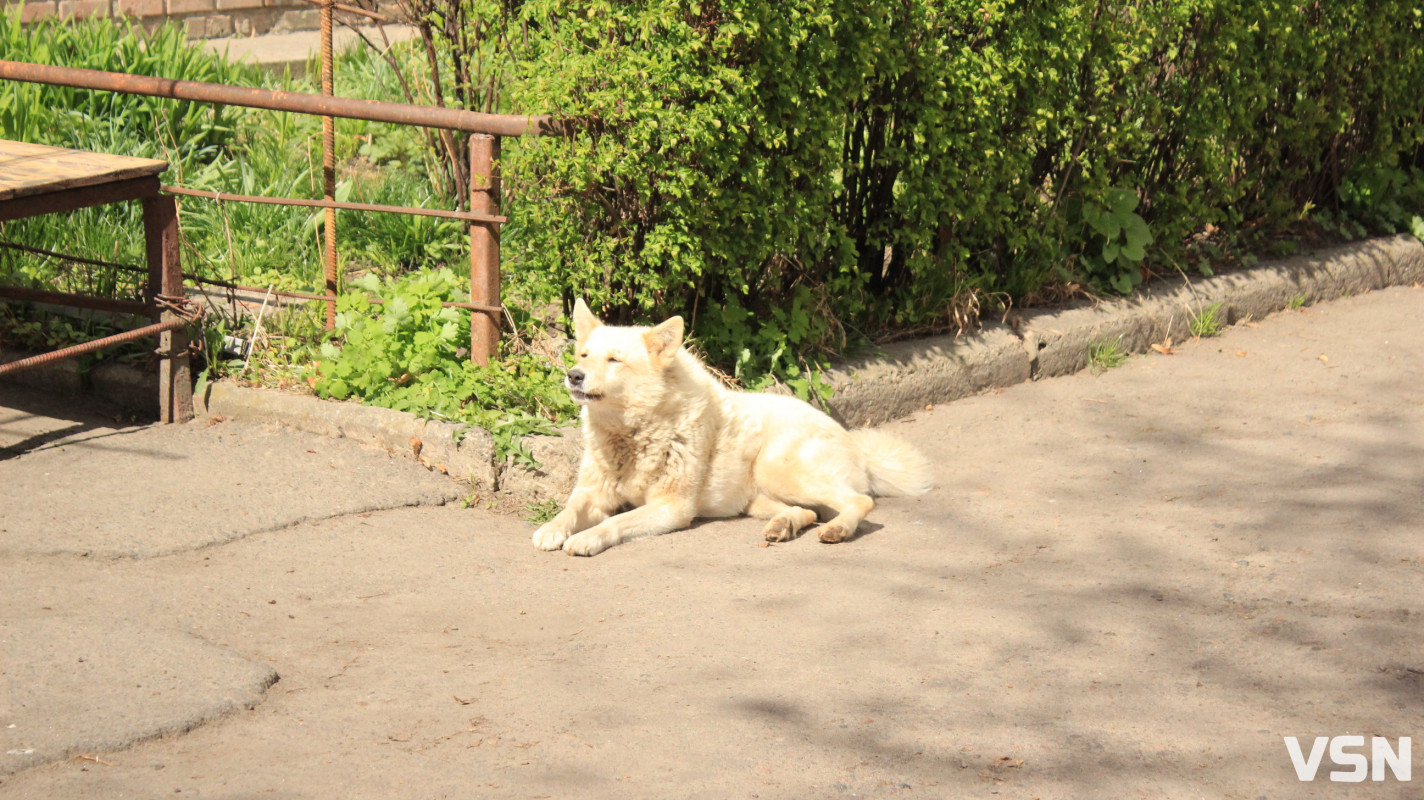 Понад 2200 звернень за місяць: на що скаржилися лучани у березні