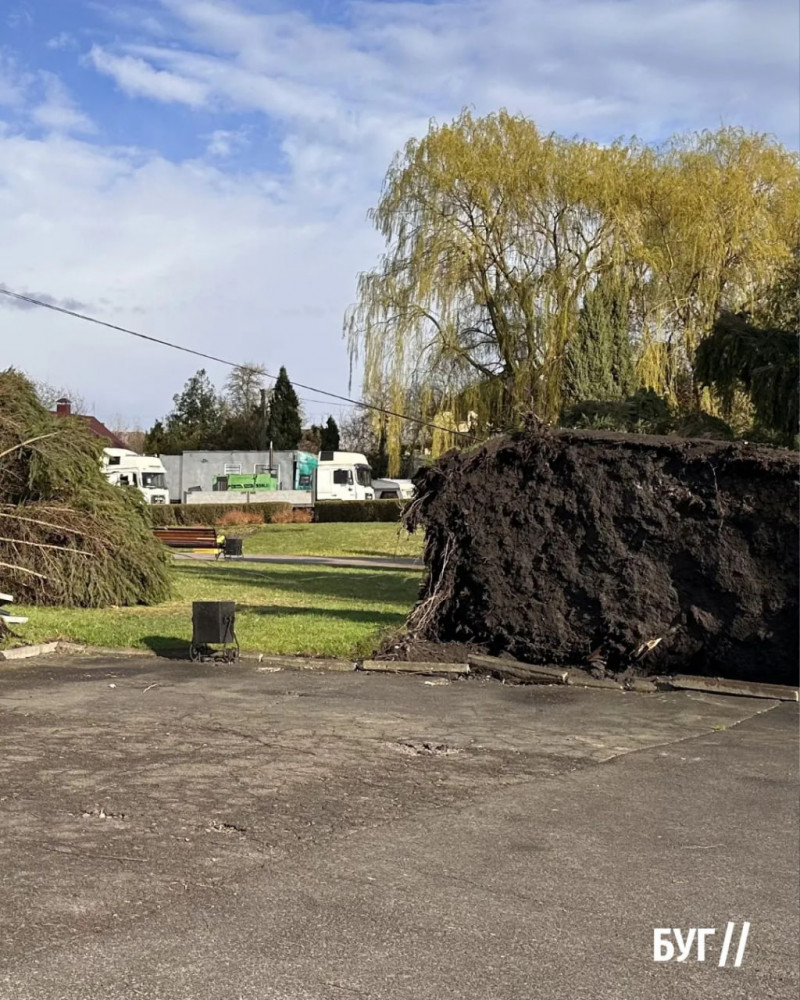 У Володимирі негода повалила дерева - фото