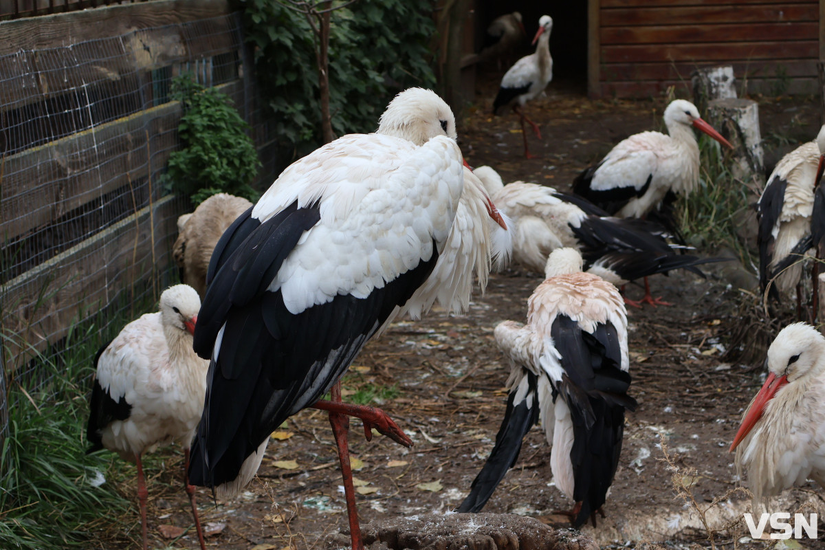 У Луцькому зоопарку готуються до зими: тварин переводять у теплі вольєри, а для відвідувачів уже готують свято Миколая