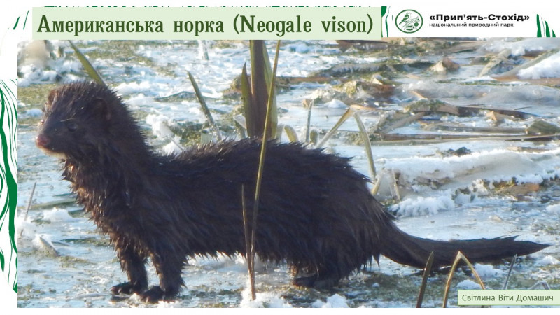 На Волині помітили незвичну тварину. Фото