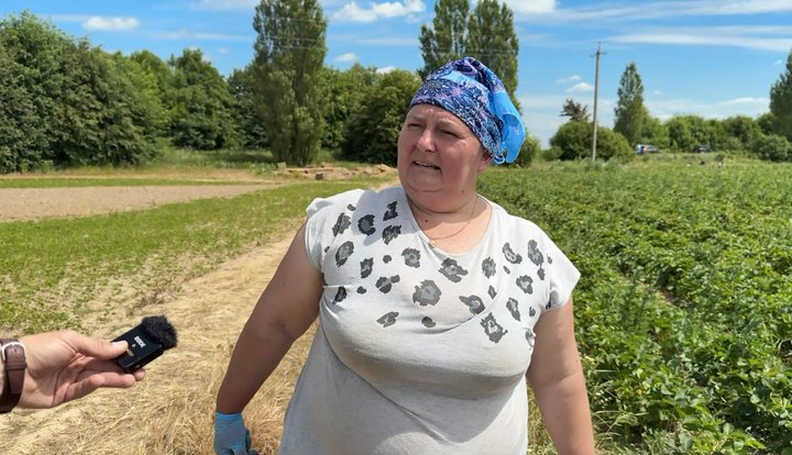 «За два дні заробила місячну зарплату»: як на Волині збирають полуницю та скільки платять за сезонну роботу
