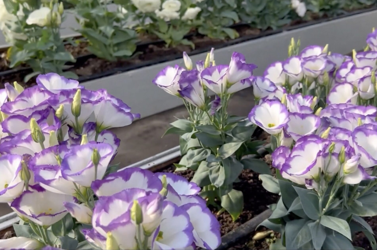 Зацвітуть уже в травні: які квіти треба сіяти на розсаду вже сьогодні