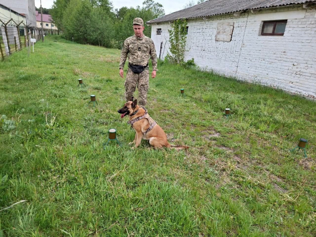 Історія дружби та служби: як прикордонник з Волині і його малінуа Атака шукають міни й вибухівку