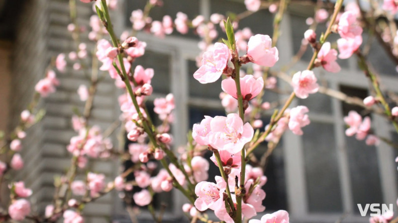 Після нічного холоду на Волині господарі можуть втратити більшість ранніх фруктів