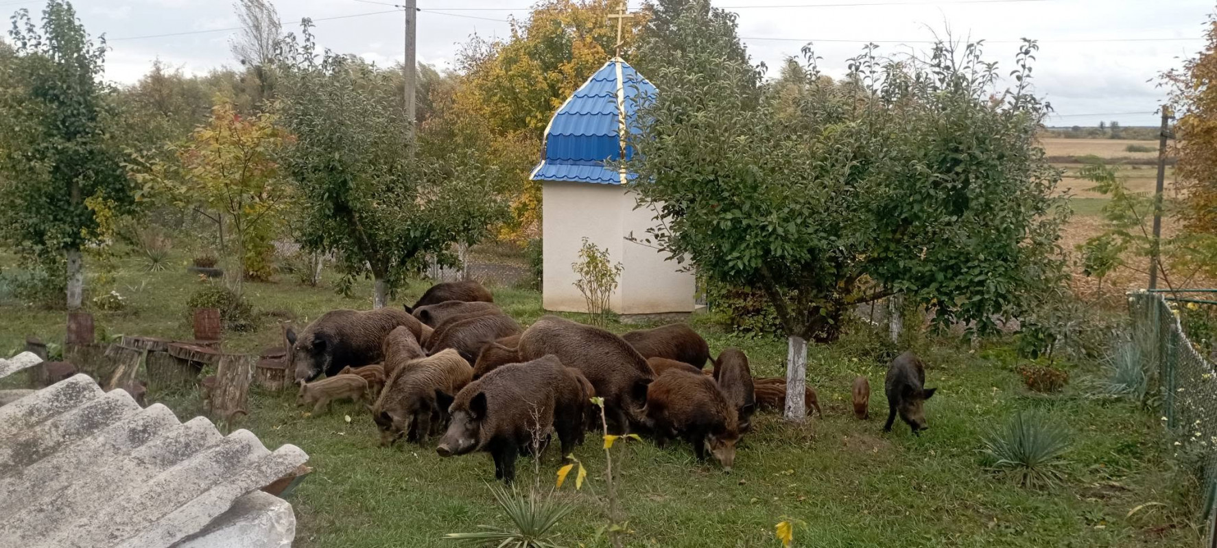 До волинянки на подвір’я завітала родина диких кабанів із поросятами. Відео