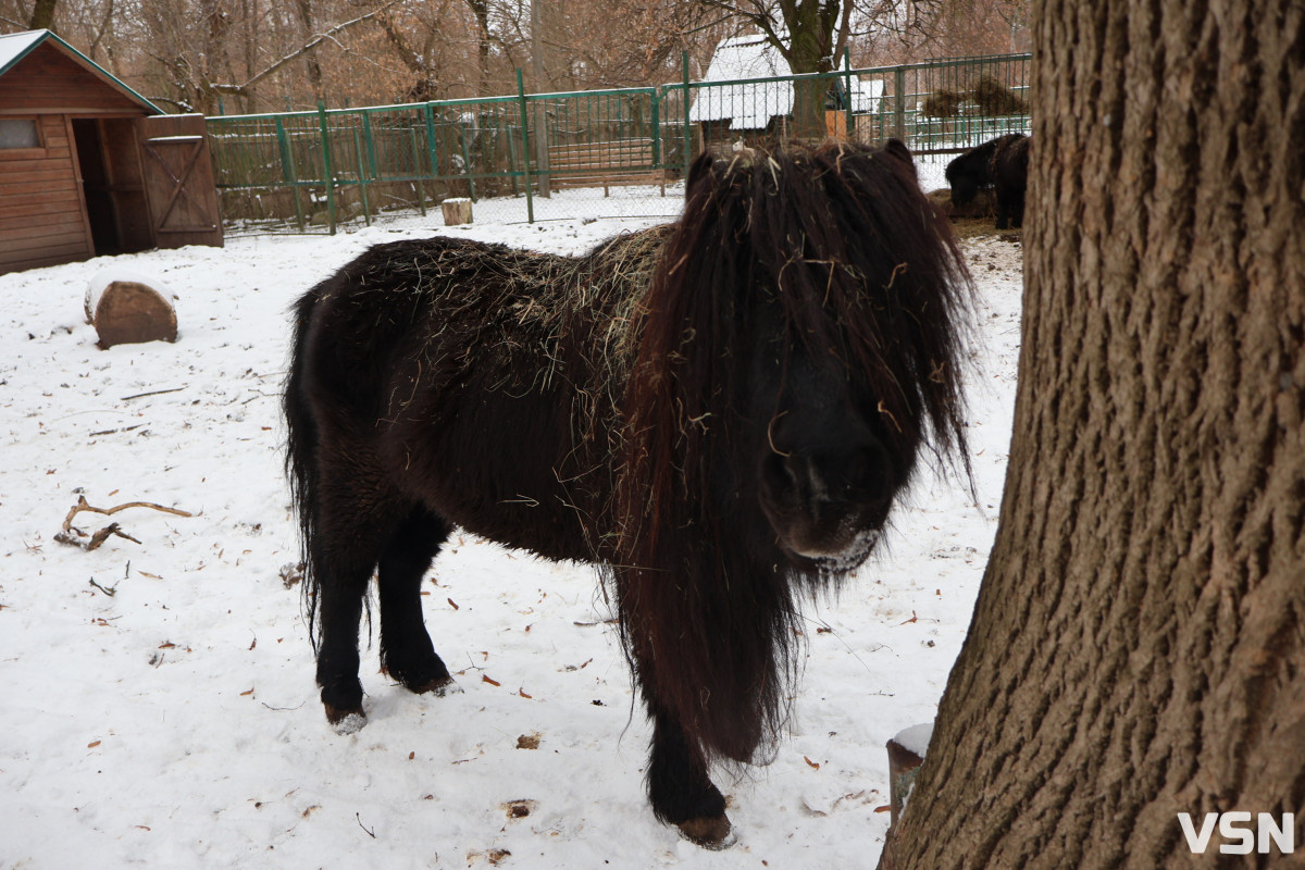 Як живе Луцький зоопарк взимку. Фоторепортаж