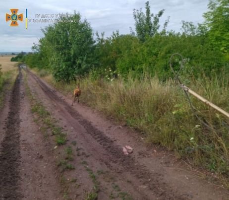 На Волині із закинутої криниці врятували козулю