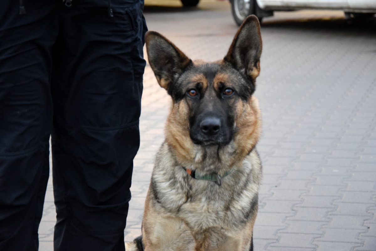 Коли напарник – більше ніж собака: прикордонник з Волині та його чотирилапа династія
