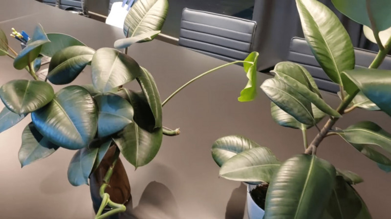 Як зробити фікус здоровим і зеленим без дорогих добрив