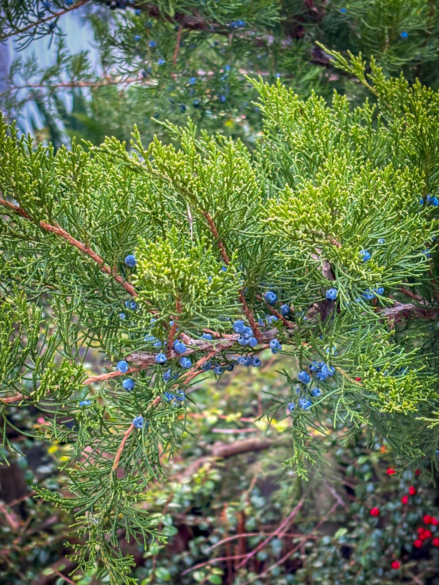 Передріздвяне диво у Луцьку: біля собору посеред зими розквітли квіти