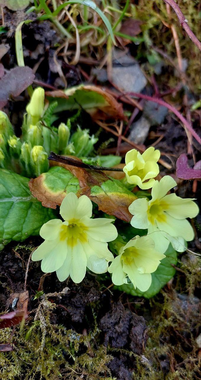 Весна йде: на заході України помітили справжнє диво природи. Фото