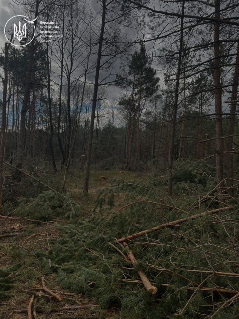На Волині незаконно вирубали лісу на понад 11 мільйонів гривень