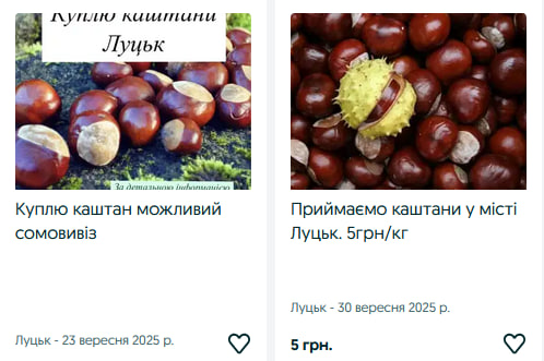 Лучани масово збирають каштани: куди та за скільки їх продають?