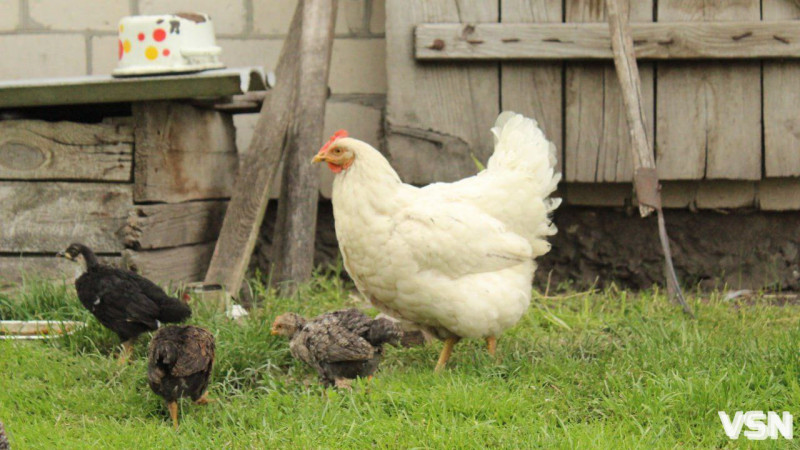 Гусячі, перепелині, елітні курячі: скільки на Волині коштують інкубаційні яйця?