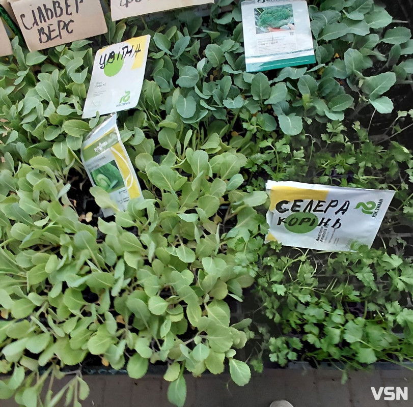 На ринках Луцька з’явилася перша розсада: огляд цін на саджанці та кущі