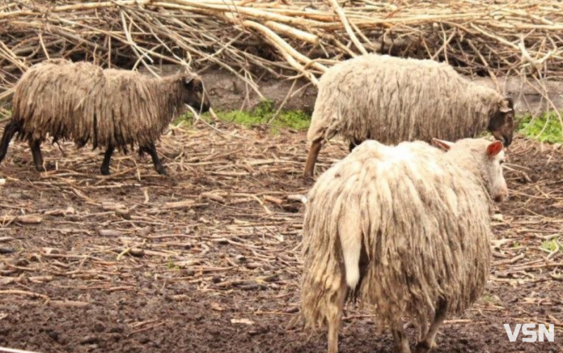 Догляд за вівцями навесні: поради фермера з Волині, щоб вберегти здоров'я тварин зі зміною сезону