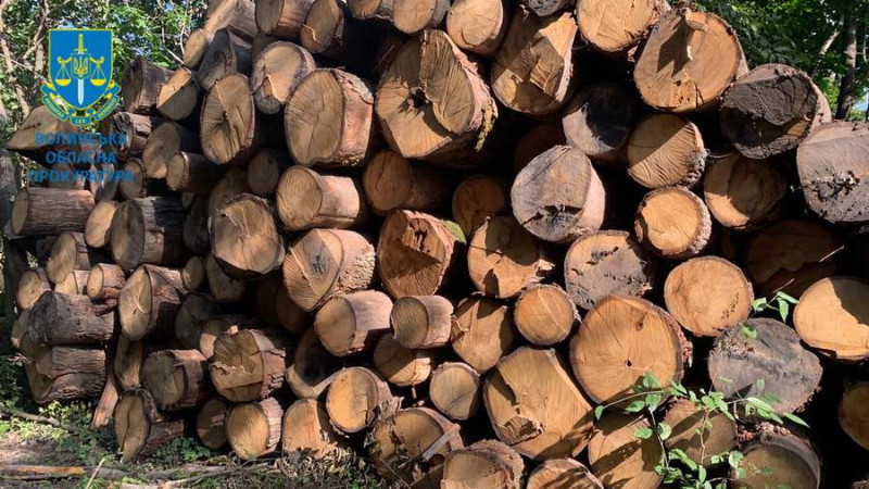 На Волині незаконно зрубали дубів на понад 21 мільйон гривень