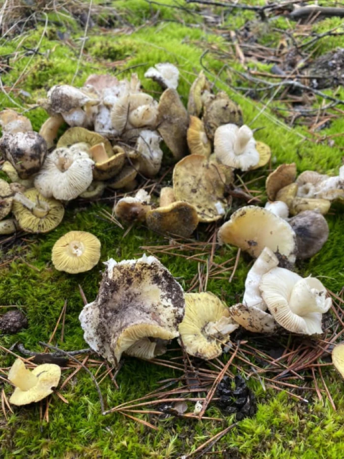Новорічний улов: волиняни назбирали повні кошики грибів