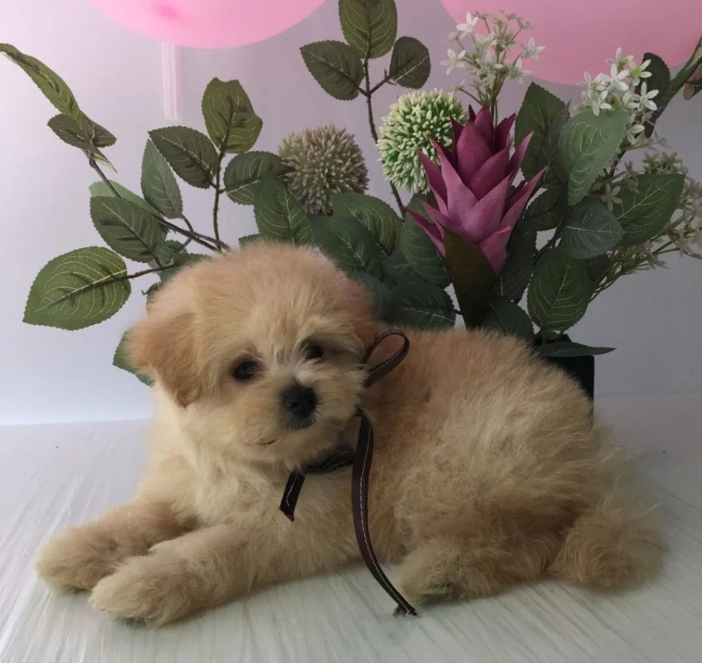 На Волині продають собак по $1500: топ-5 найдорожчих порід