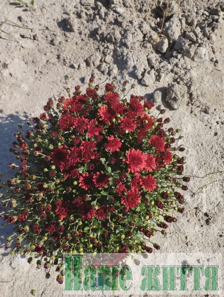 Перетворила захоплення в підробіток: волинянка вирощує понад 30 сортів кулястих хризантем