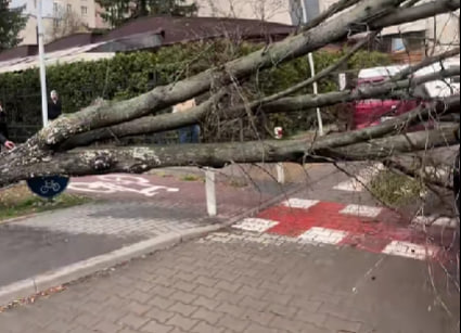 У Луцьку дерево впало на автомобіль під час руху: що відомо